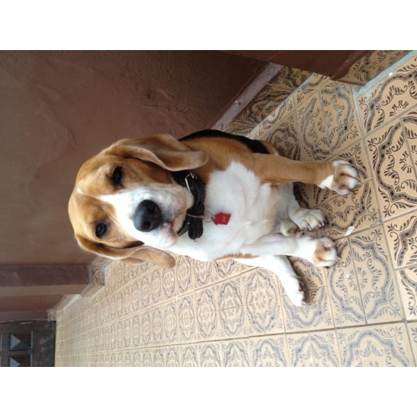 Passeador de Cães com Valores Acessíveis no Higienópolis - Dog Walker em Santa Maria