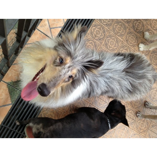 Passeador de Cães Como Faço para Contratar no Recreio da Borda do Campo - Dog Walker em São Bernardo