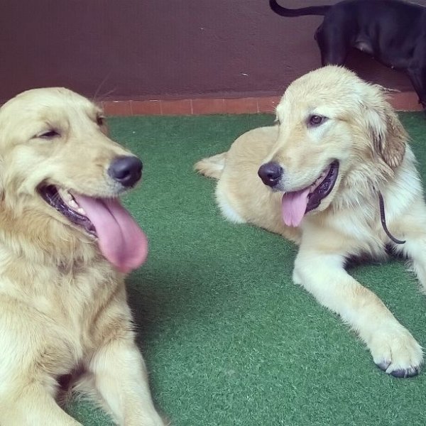 Passeador de Cães em São Bernado do Campo - Dog Walker SP