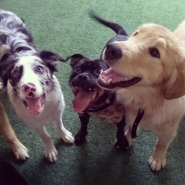 Passeador de Cães Valores em Ponte Pequena - Dog Walker no Bairro Campestre