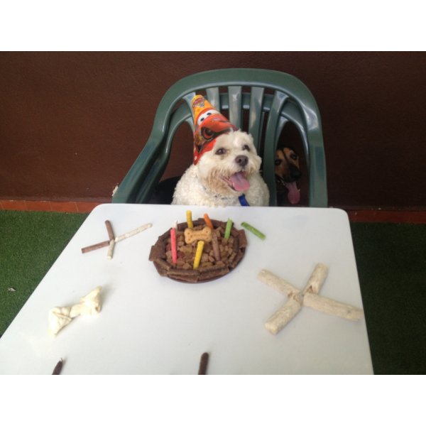 Passeadores de Cachorros Preço no Rudge Ramos - Passeador de Cães SP