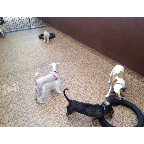 Pet Sitter Contratar na Vila Sara - Dog Sitter SP