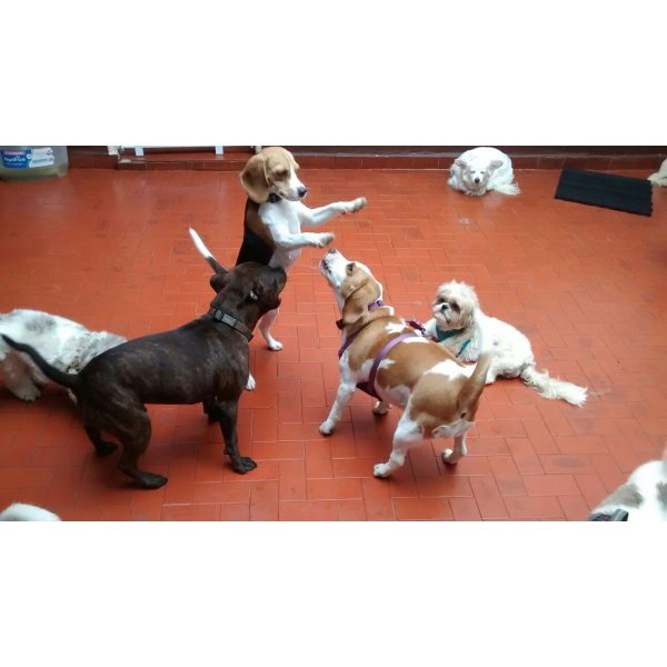 Pet Sitter Onde Encontro na Vila Diva - Empresa de Dog Sitter