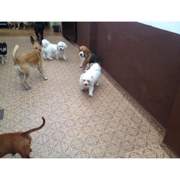 Preço Adestramentos de Cachorro no Alto da Lapa - Adestramento de Cães em São Caetano