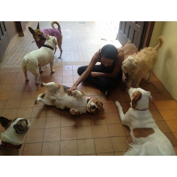Preço da Hospedagem Canina no Jardim Itapoan - Hotel para Dog