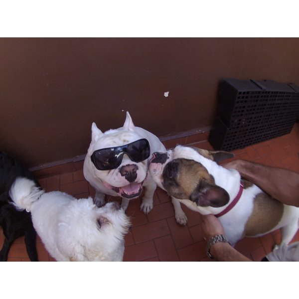 Preço Daycare Pet na Santa Maria - Dog Care no Bairro Barcelona