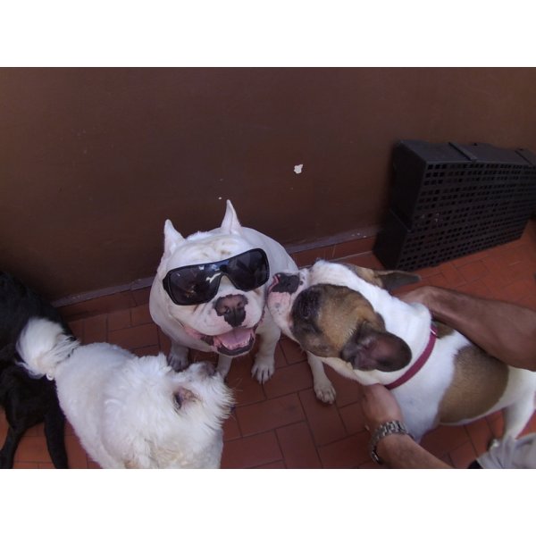 Preço Daycare Pet no Alto da Boa Vista - Daycare para Cães