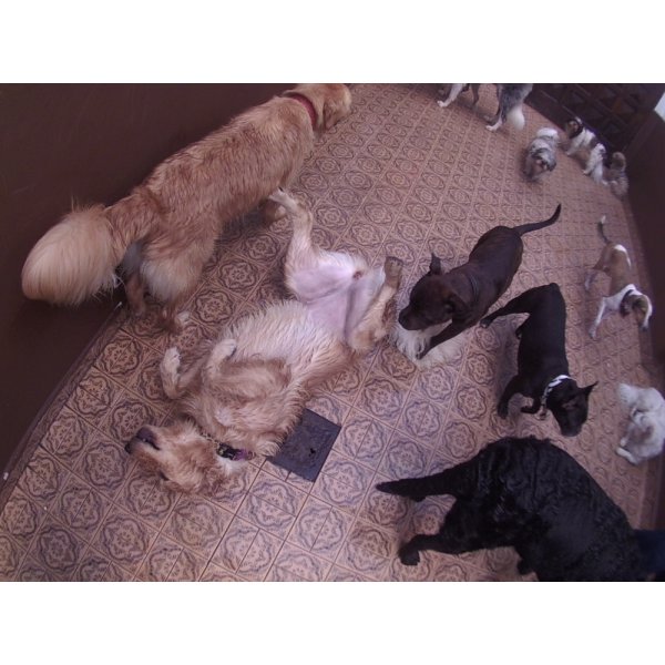 Preço de Day Care Canino em Santo Amaro - Day Care Dog