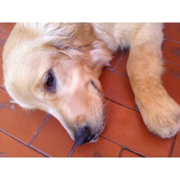 Preço de Passeador de Cães na Vila Guiomar - Passeador de Cachorro
