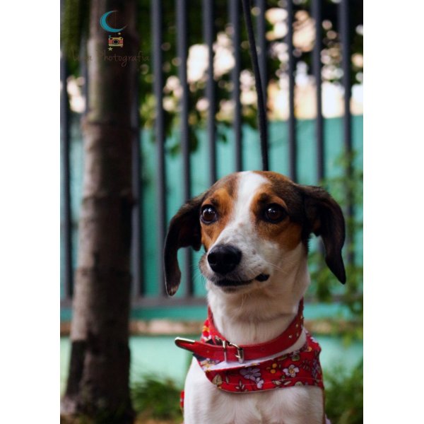 Preço de Passeadores de Cachorros em Caxingui - Dog Walker na Rudge Ramos