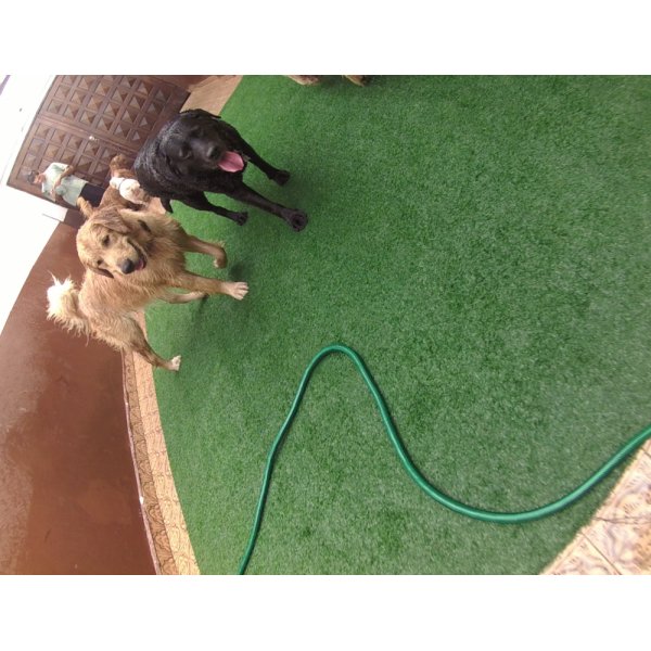 Preço de Serviço de Daycare Canino na Cidade Vargas - Pet Day Care