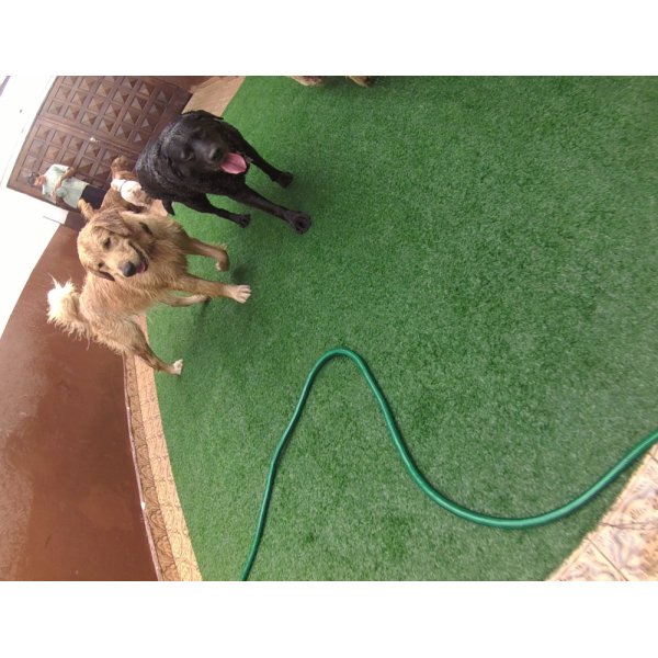 Preço de Serviço de Daycare Canino no Jardim Oriental - Day Care Pet