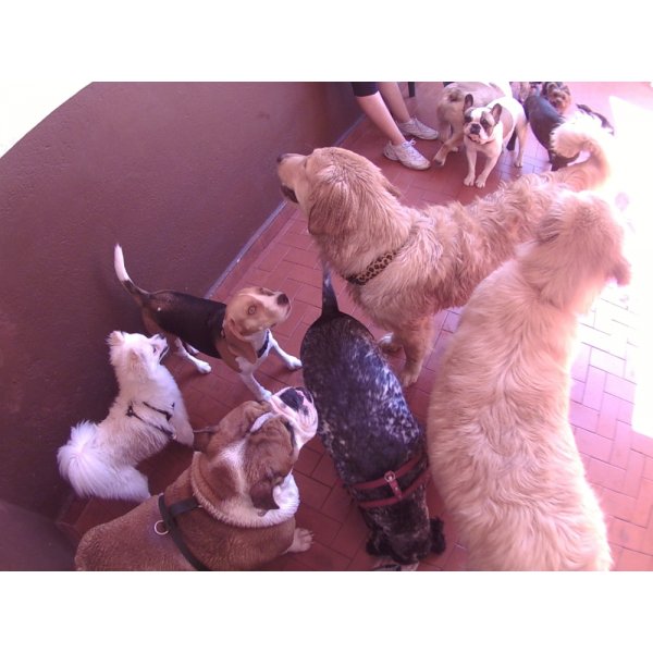 Preço de Serviços de Daycare Canino na Jordanópolis - Day Care Dog