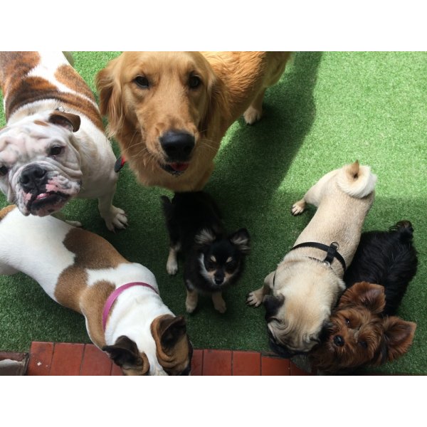 Preço de um Adestrador de Cachorros na Vila América - Serviços de Adestradores de Cães