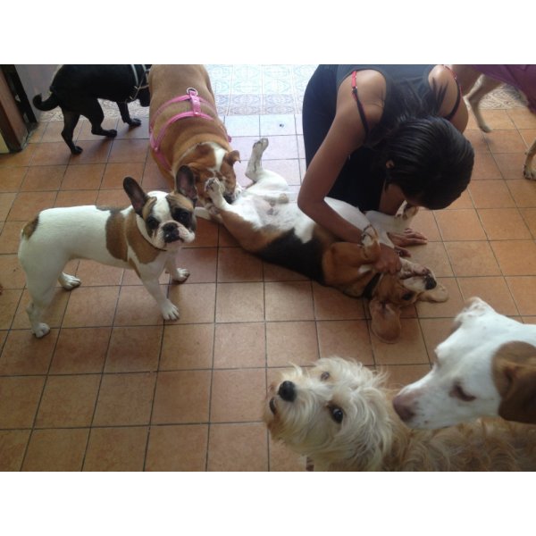 Preço de uma Hospedagem Canina na Vila Susana - Hotel para Pet