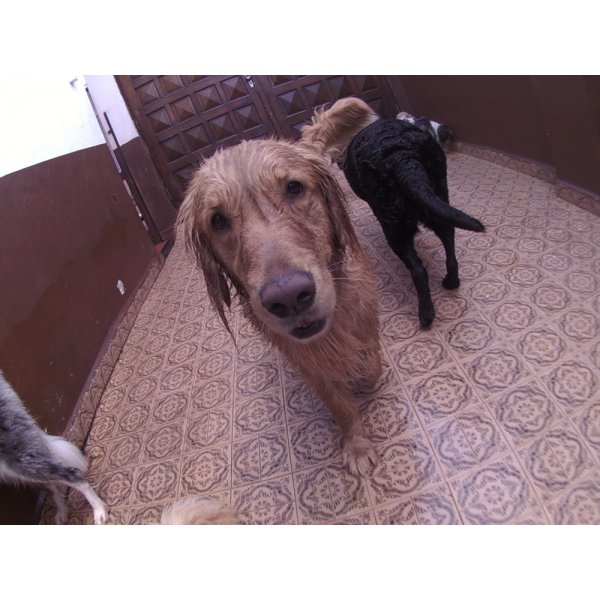 Preço do Day Care Canino no Pacaembu - Dog Care em São Bernardo