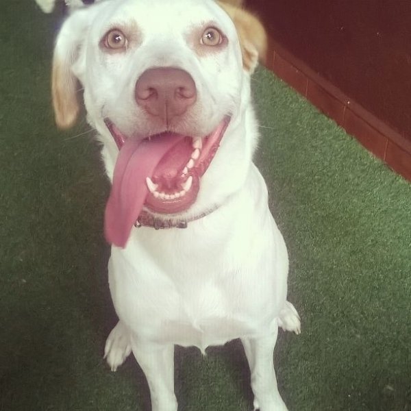 Preço do Passeador de Cães no Jardim Alice - Passeadores de Cães