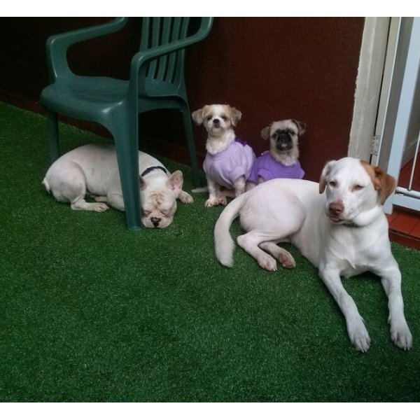 Preço Hotel para Cães na Vila Humaitá - Hotel para Cachorro ABC