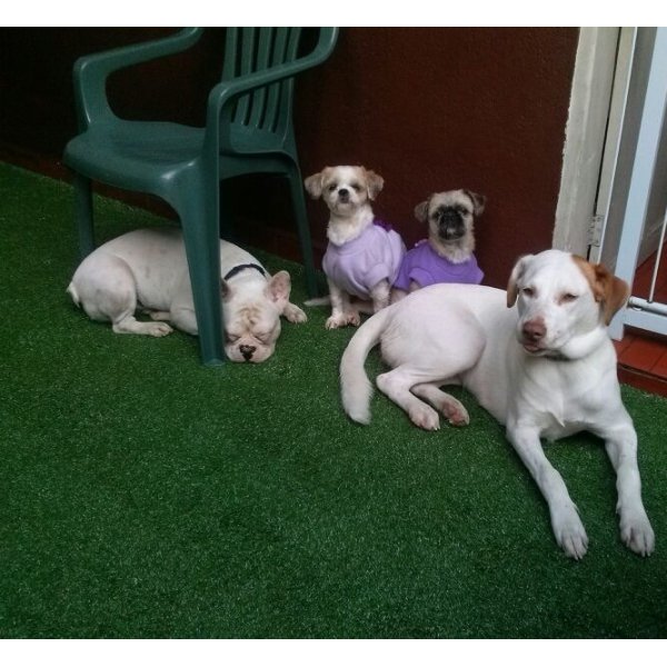 Preço Hotel para Cães na Vila Sá - Hotel para Cães no Bairro Campestre