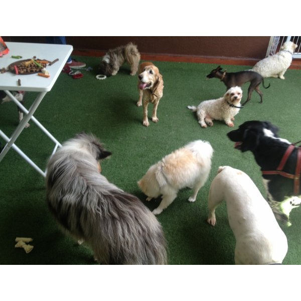 Preço Passeadores de Cachorros na Casa Grande - Dog Walker em Santa Paula