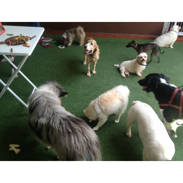 Preço Passeadores de Cachorros no Vila Jaguaré - Passeador de Cães SP