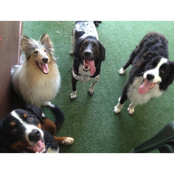 Preço Serviço de Adestrador de Cães no Jardim Brasil - Adestrador Canino