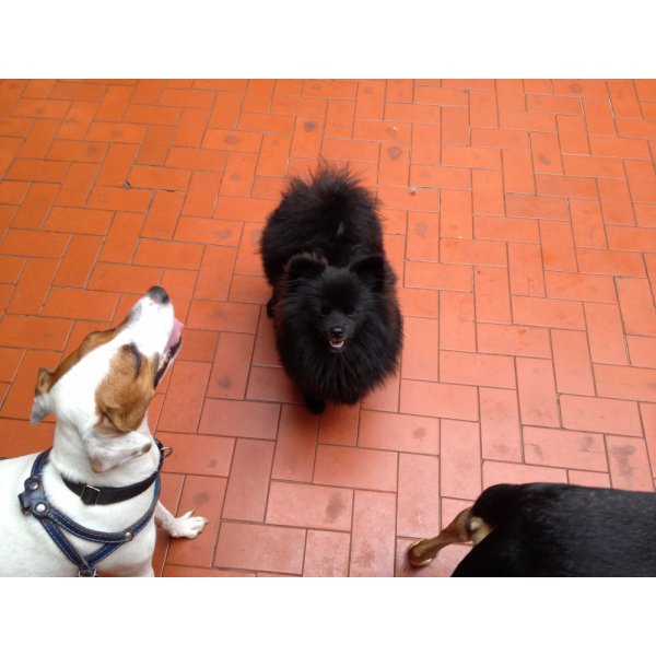 Preço Serviço de Adestramentos de Cachorro no Jardim Santa Cristina - Adestramento de Cães no Bairro Campestre