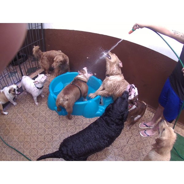 Preço Serviço de Daycare Canino em City Butantã - Serviço de Daycare para Cachorros