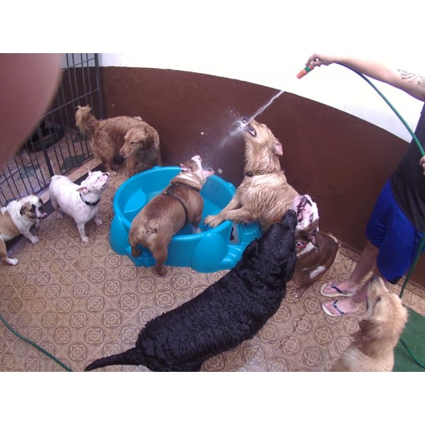 Preço Serviço de Daycare Canino na Vila Rio Branco - Pet Day Care