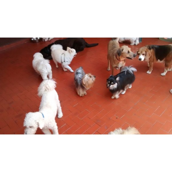 Preço Serviço Dog Sitter na Vila Helena - Empresa de Babás para Cães