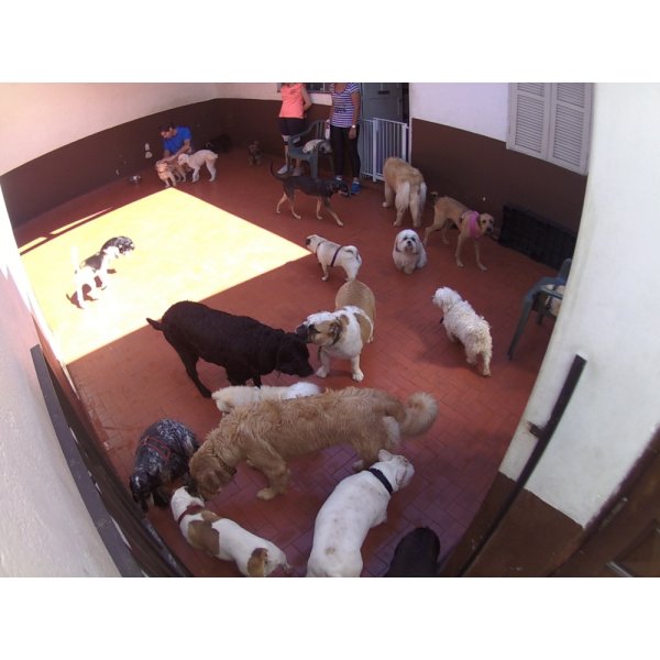 Preço Serviços de Daycare Canino na Chácara Paineiras - Serviço de Daycare para Cachorros