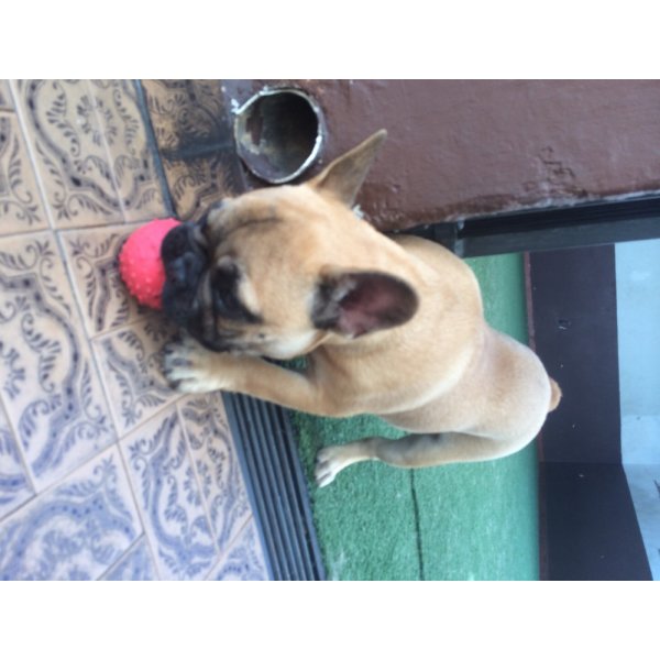 Preços Adestrador Canino em Camilópolis - Serviços de Adestradores de Cães