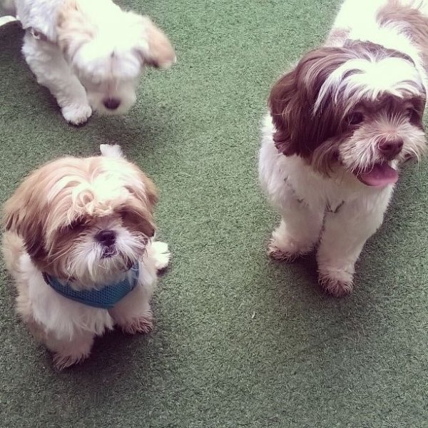 Preços Adestrador de Cães na Vila Aeroporto - Adestrador Canino Preço