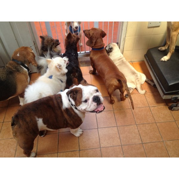 Preços Adestramentos de Cachorro na Vila Eldízia - Adestramento de Cães em São Bernardo