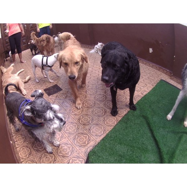 Preços Day Care Canino no Jardim Itapoan - Dog Care no Bairro Olímpico