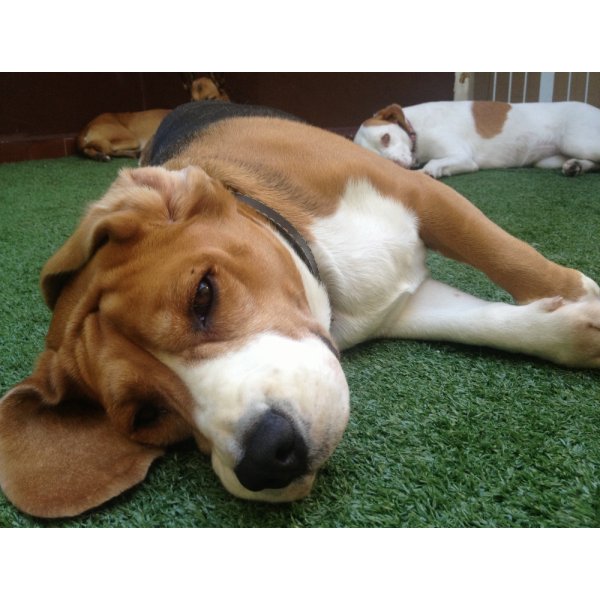 Preços de Hospedagem Canina no Jardim dos Jacarandás - Hotel para Animais de Estimação