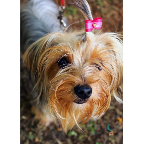 Preços de Passeadores de Cachorros na Vila Nova Iorque - Dog Walker em São Caetano