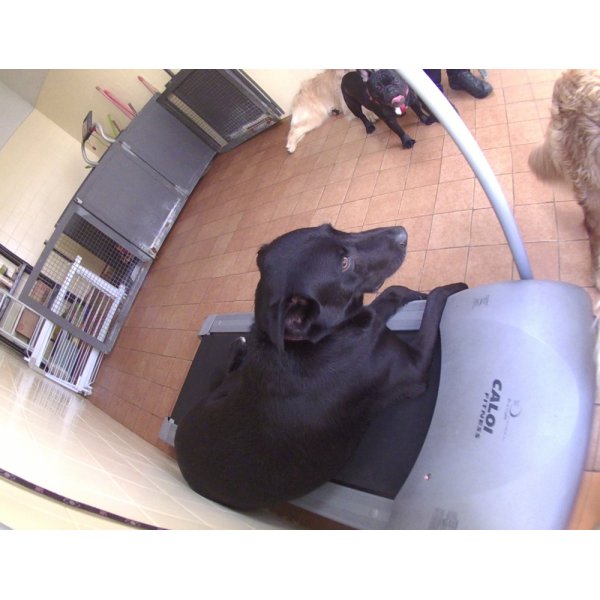 Preços de Serviço de Daycare Canino na Casa Grande - Dog Care em São Caetano