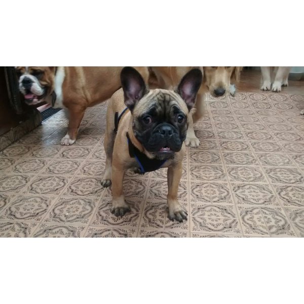 Preços Dogsitter no Jardim Progresso - Serviço de Dog Sitter