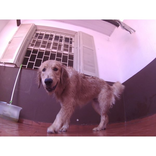 Preços Serviço de Day Care Canino em Cerqueira César - Dog Care em Santa Paula