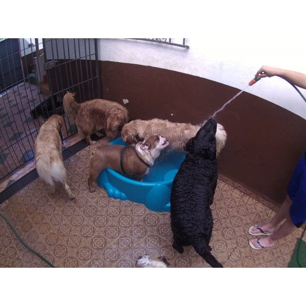 Preços Serviço de Daycare Canino na Vila Aeroporto - Dog Care em São Caetano