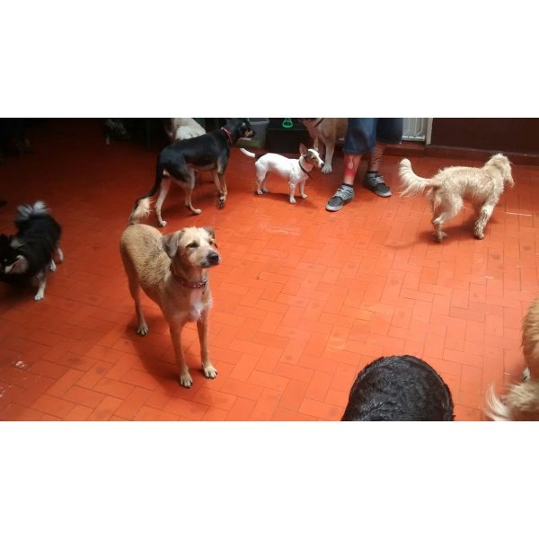 Preços Serviço Dog Sitter na Vila Vitória - Serviço de Babá de Cachorro