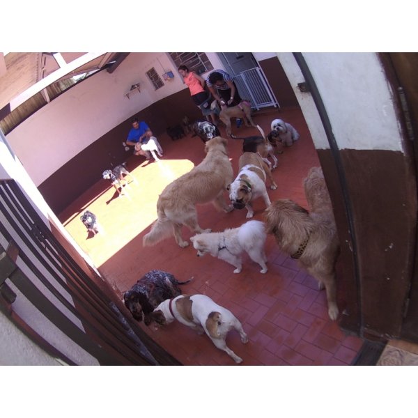 Preços Serviços de Daycare Canino no Conjunto Promorar Vila Maria - Daycare para Cães