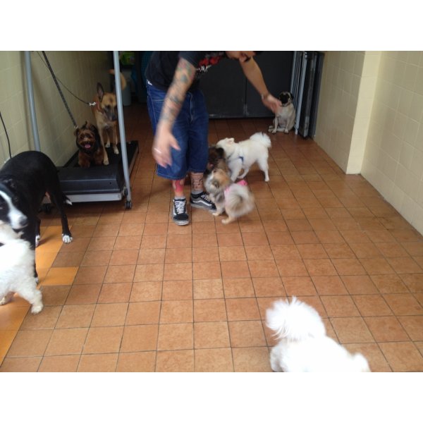 Quanto Custa Adestramento de Cães em São Bernado do Campo - Adestramento de Cães no Bairro Olímpico