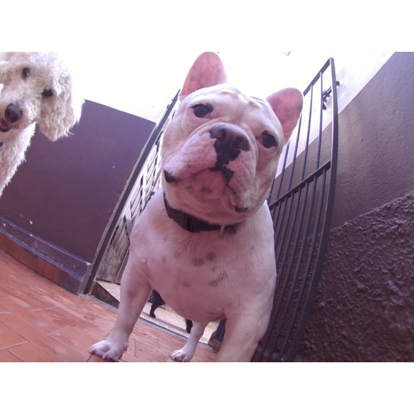 Quanto Custa em Média Serviços de Daycare Canino em Ferrazópolis - Dog Care no Bairro Jardim