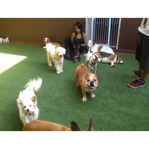 Quanto Custa Hotéis para Cães no Jardim Avelino - Hotel para Dog