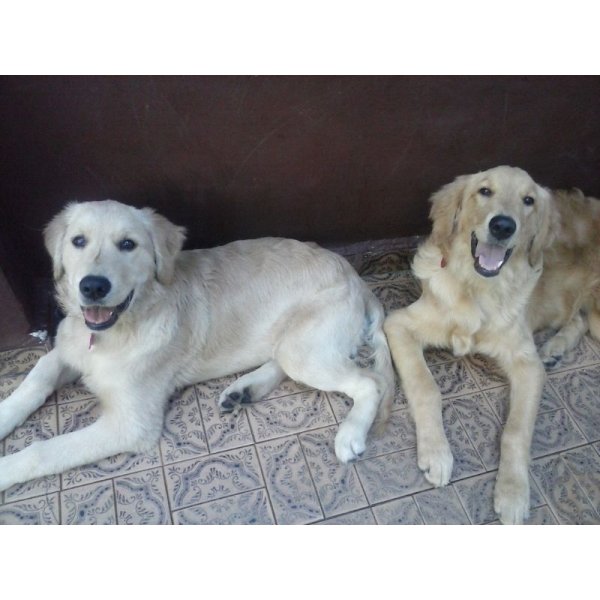 Quanto Custa Hotel para Cachorros na Chácara Paraíso - Hotel para Cães em Santa Paula