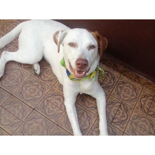 Quanto Custa Hotel para Cão na Vila Campestre - Hospedagem Canina