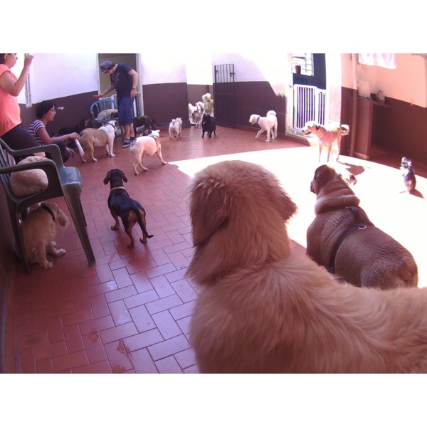 Quanto Custa o Serviços de Daycare Canino na Vila Brasílio Machado - Dog Care no Bairro Jardim