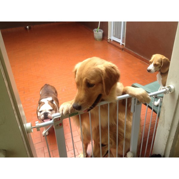 Quero Contratar Serviço Dog Sitter no Jardim do Estádio - Empresa de Babás para Cães